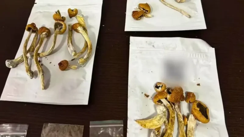 Uso de ‘cogumelos mágicos’ em rituais religiosos e terapêuticos ganha adeptos