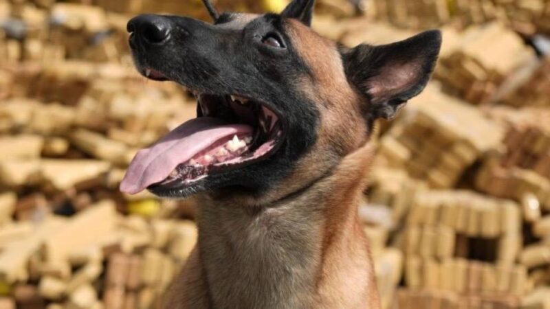 Hulck, o ‘cão herói’ da PM do Rio, receberá cruz de bravura por ação histórica