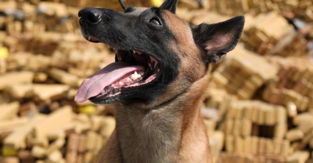 Hulck, o ‘cão herói’ da PM do Rio, receberá cruz de bravura por ação histórica