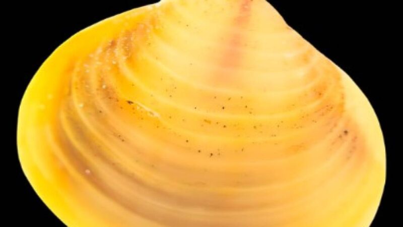 Pesquisa alerta para o aumento de moluscos invasores no Brasil