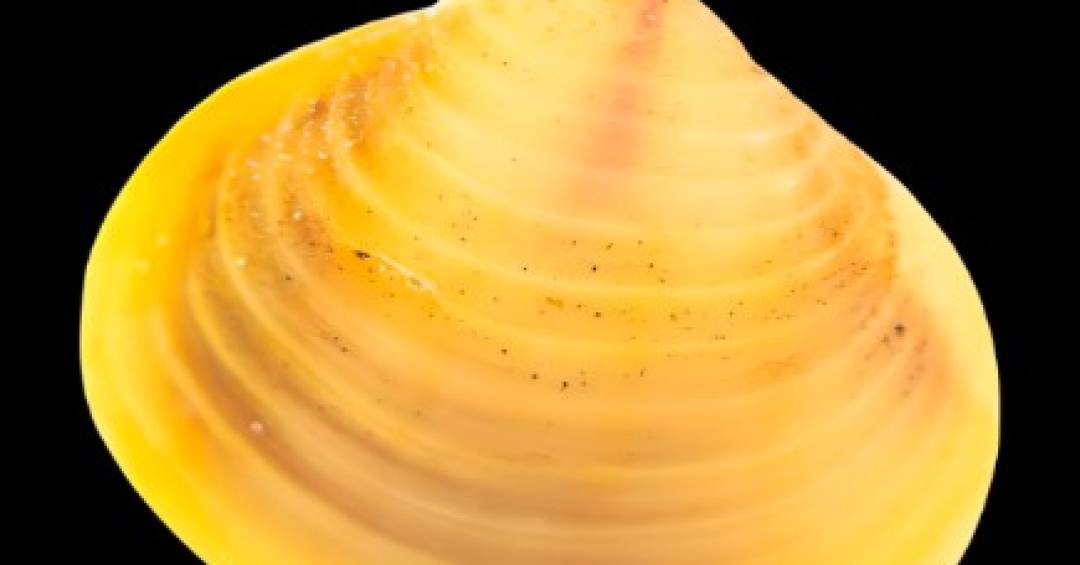 Pesquisa alerta para o aumento de moluscos invasores no Brasil