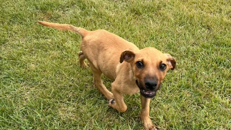 Aparecida de Goiânia recebe feira de adoção de animais