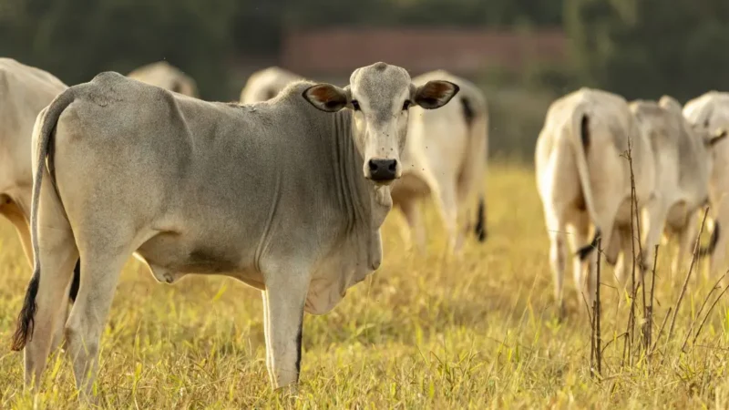 Brasil pode perder quase US$ 2 bi em vendas de carne para UE