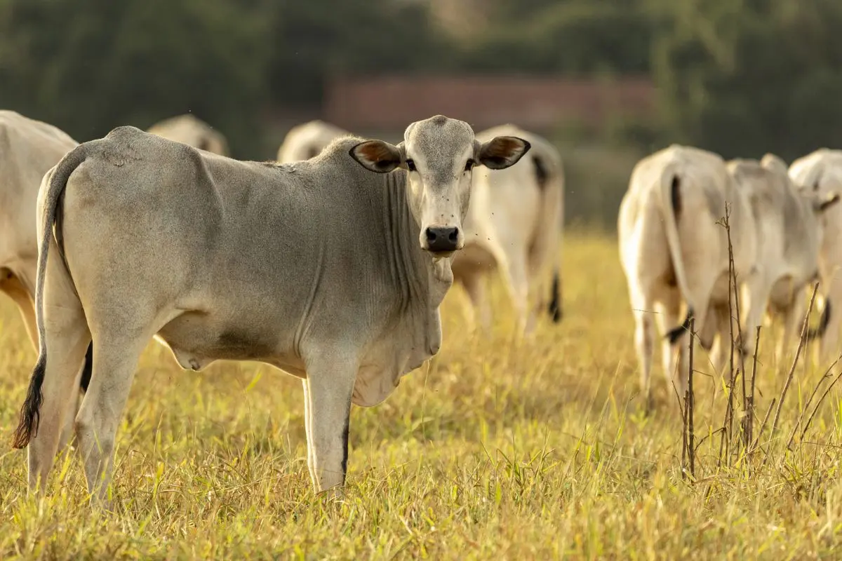 Brasil pode perder quase US$ 2 bi em vendas de carne para UE