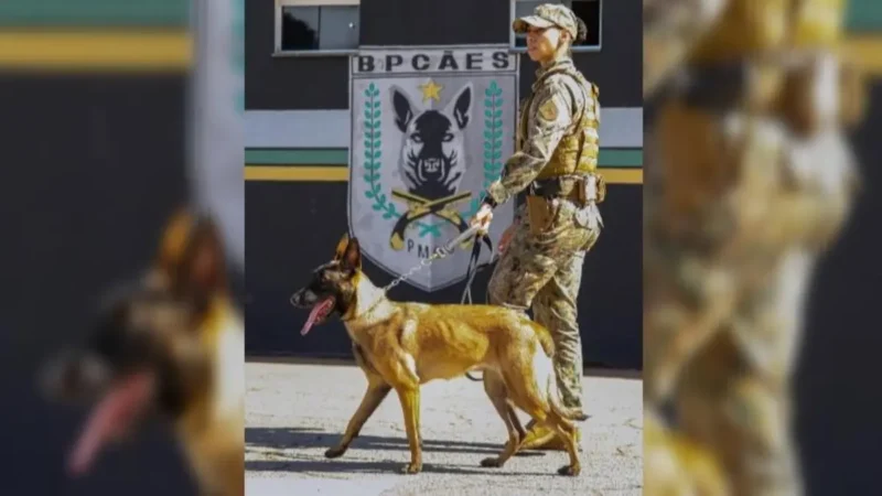 Cães da PM de Goiás são treinados por 8 anos e veem trabalho como ‘brincadeira’