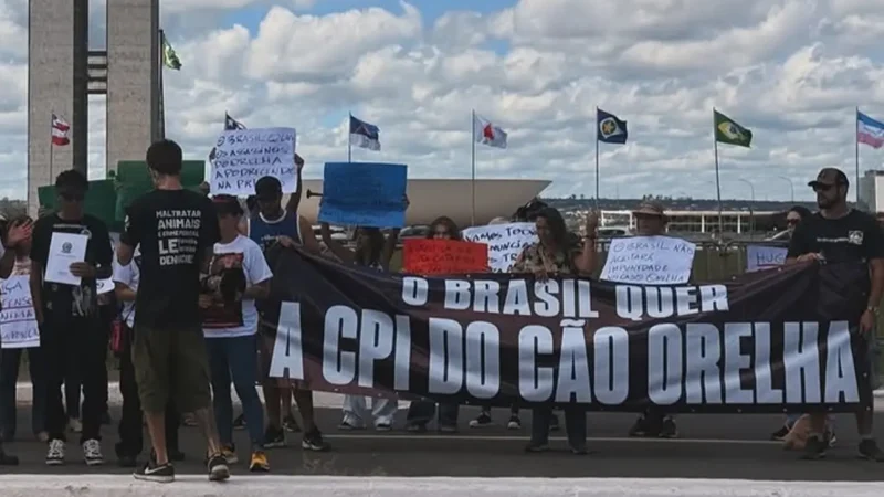 Cruz com nomes de cães vítimas de maus-tratos em Goiânia marca ato por CPI do caso Orelha