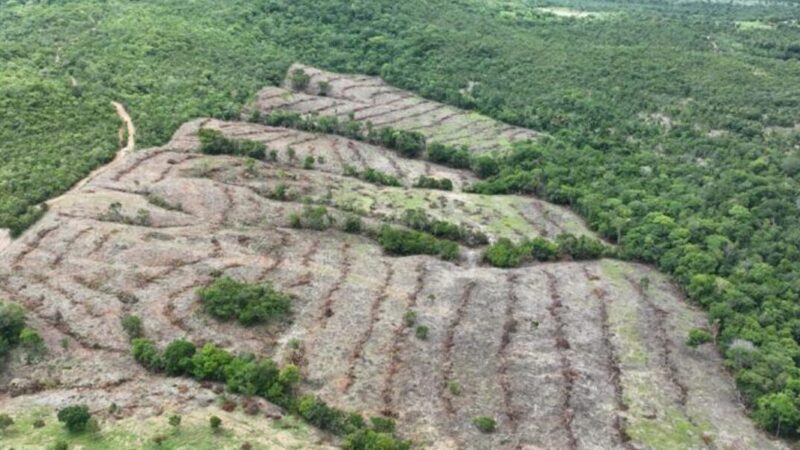 Desmatamento em Goiás cai 44%, aponta Mapbiomas