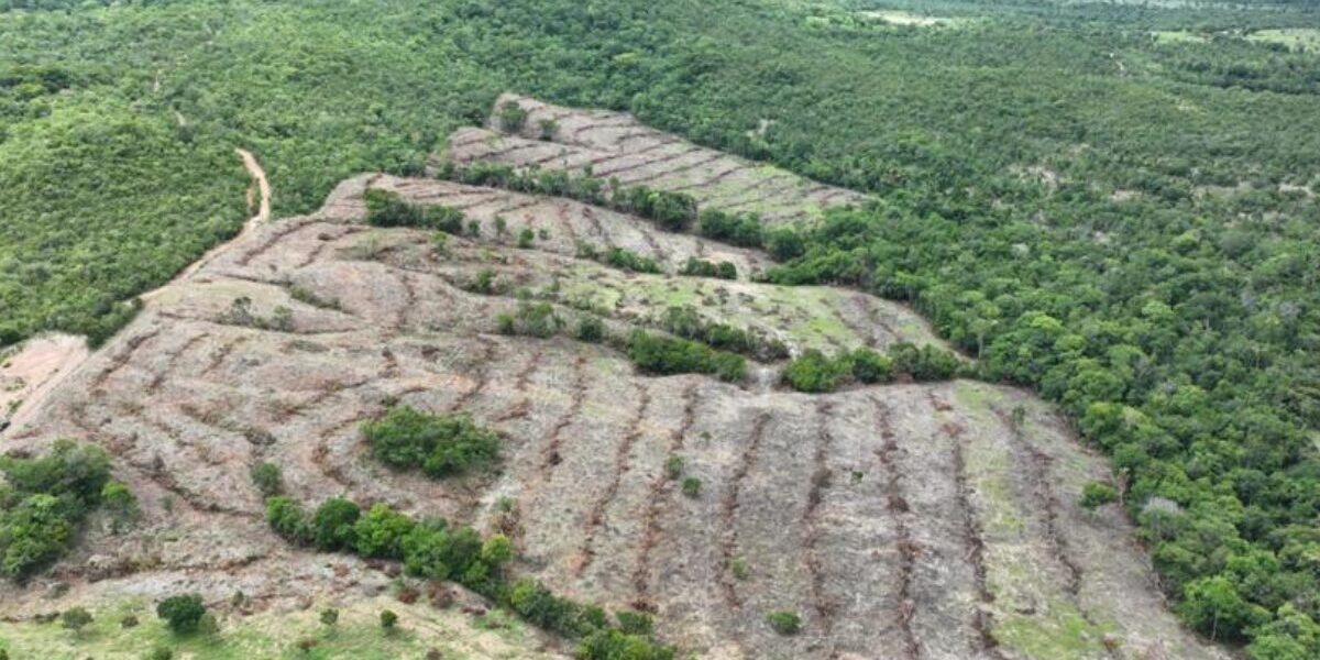 Desmatamento em Goiás cai 44%, aponta Mapbiomas