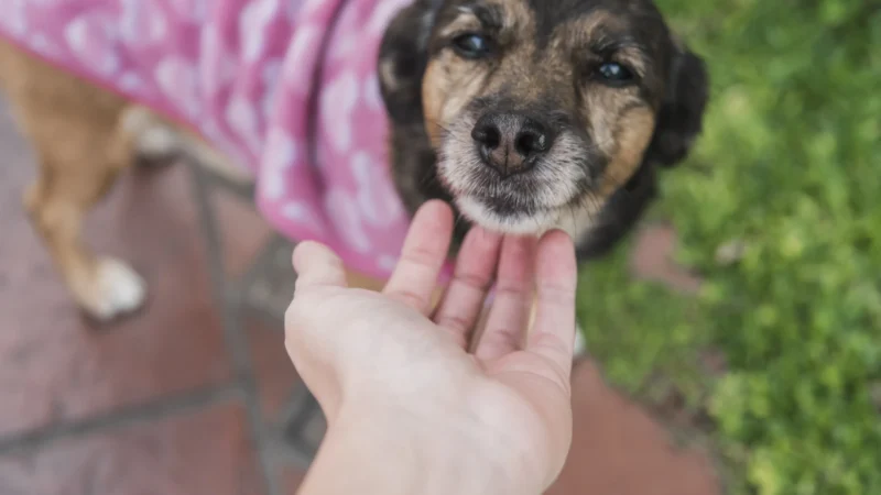 Goiânia recebe feira de adoção com 25 animais nesta quinta-feira