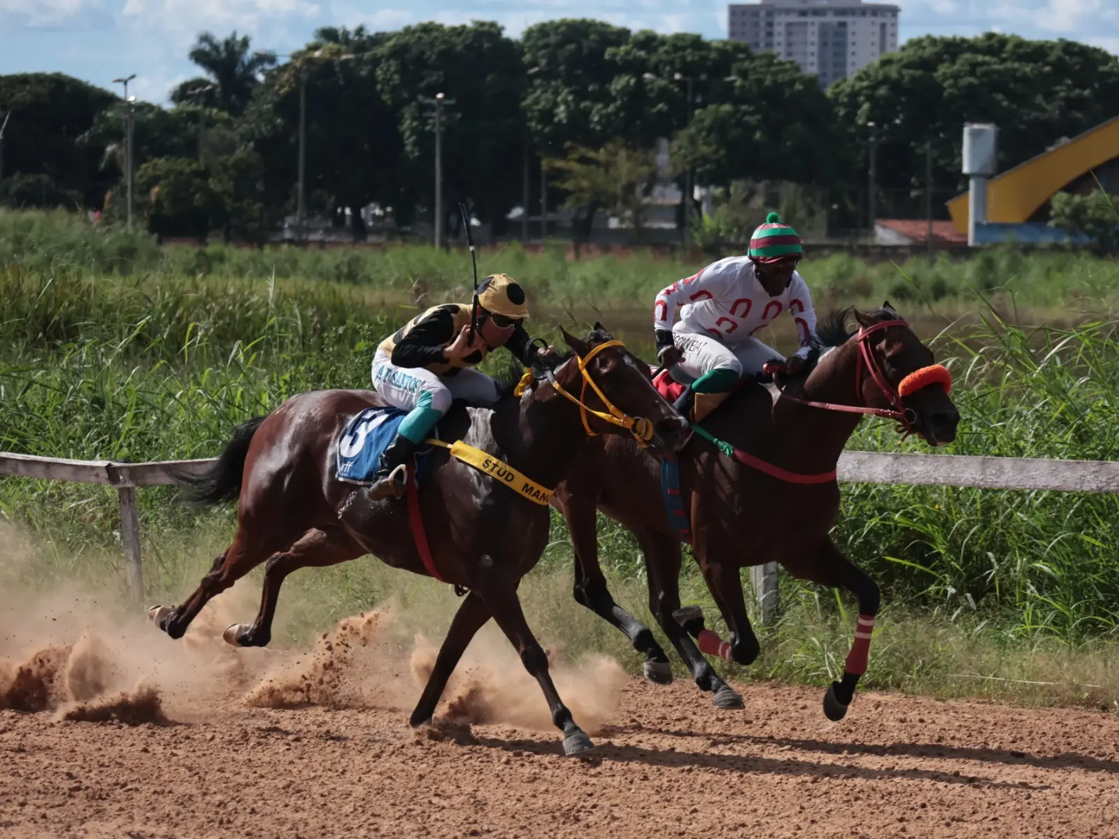 Jóquei Clube promove mais uma edição de corrida de cavalos no Hipódromo da Lagoinha no sábado (9)