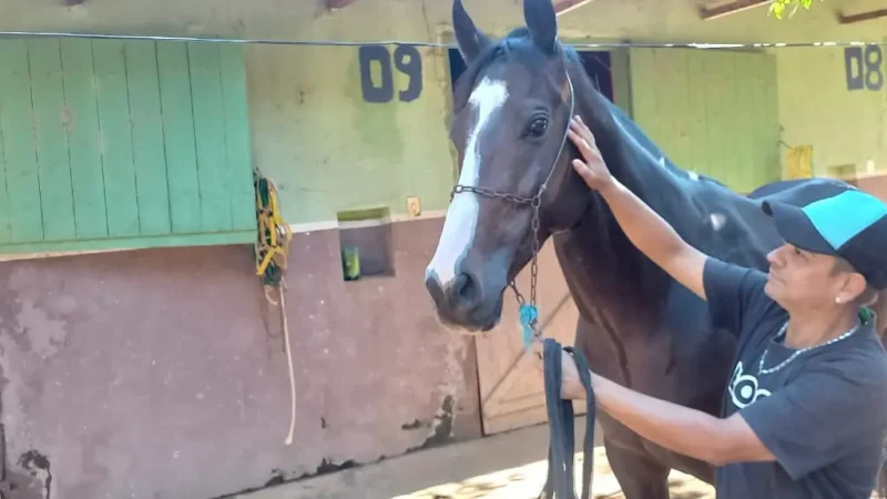 Jóqueis, donos ou cavalariços: quem os cavalos mais amam?
