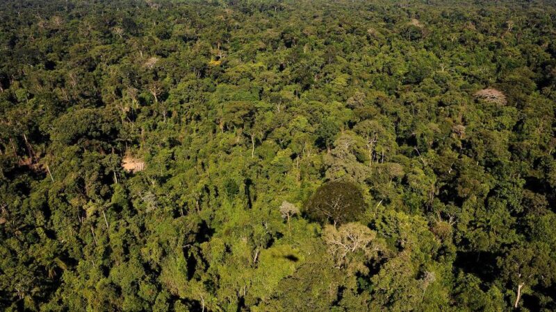 Estudo revela déficit de 958 milhões de dólares em áreas protegidas