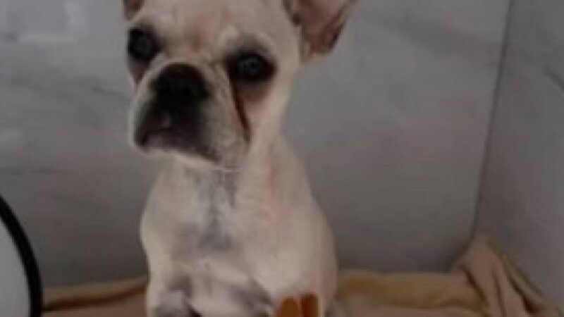 Intoxicada com 55 pedras de crack, buldogue sai da UTI