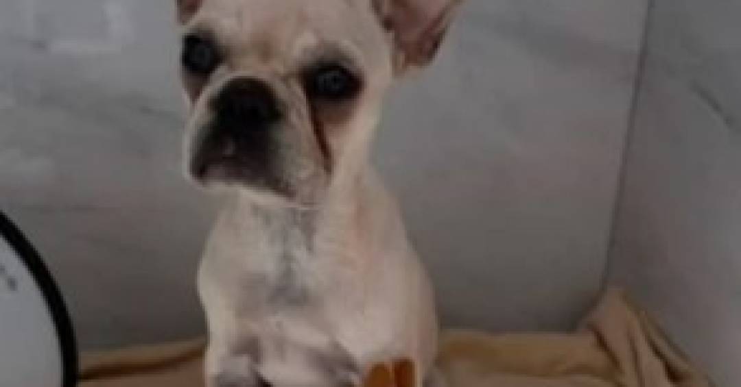 Intoxicada com 55 pedras de crack, buldogue sai da UTI