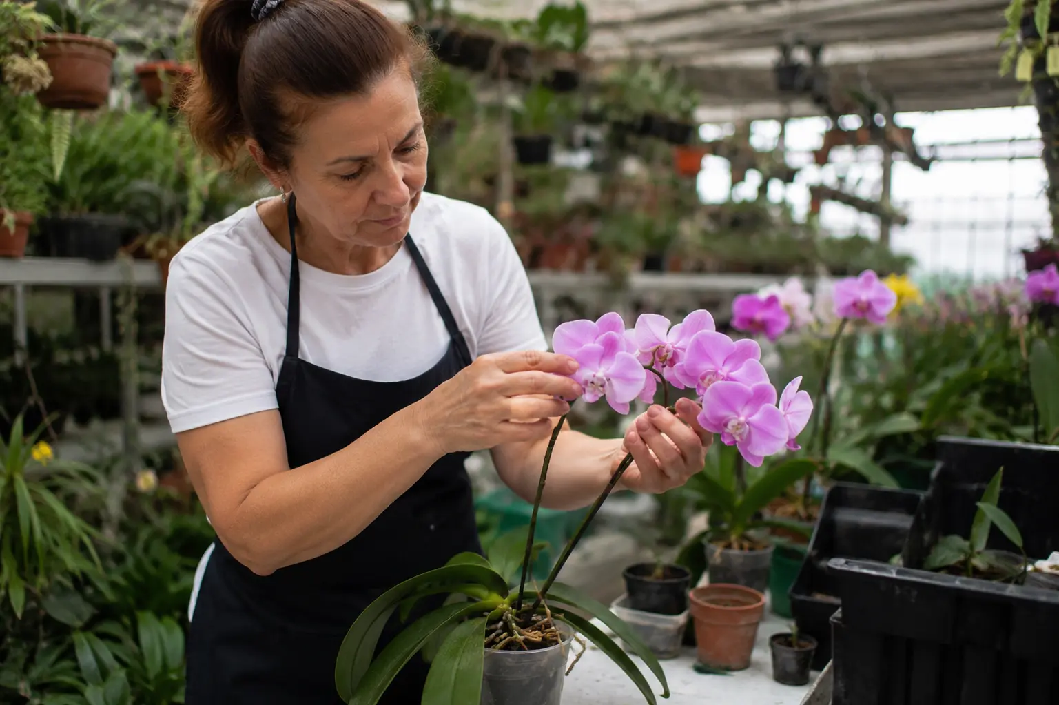 curso gratuito de cultivo de orquídeas