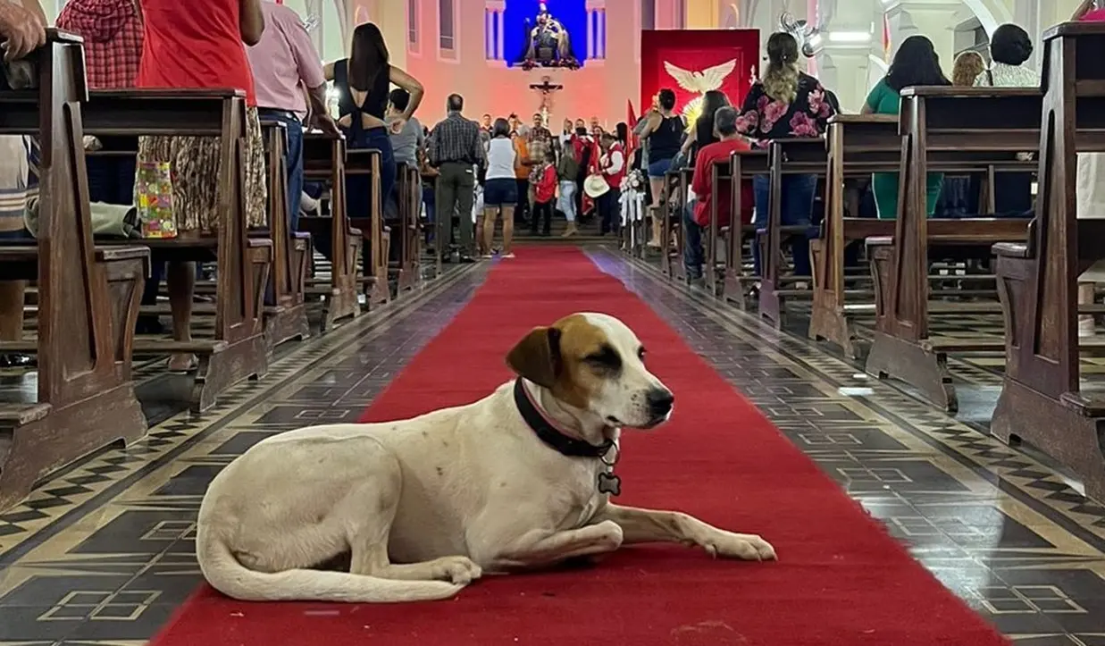 morre Marta, cadela símbolo da Cidade de Goiás