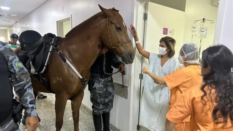 Cavalos da PM visitam hospital em Aparecida e ajudam na recuperação de pacientes