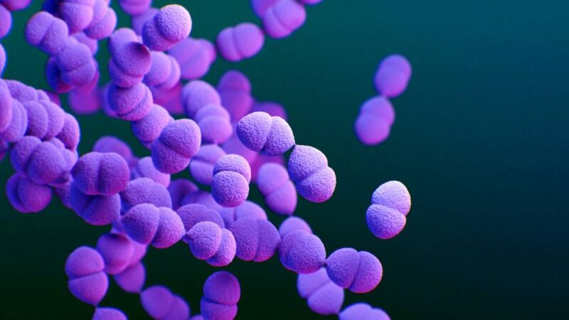 Vacina pneumocócica: Vacina ‘turbinada’ contra pneumonia e meningite é incorporada pelo SUS; conheça