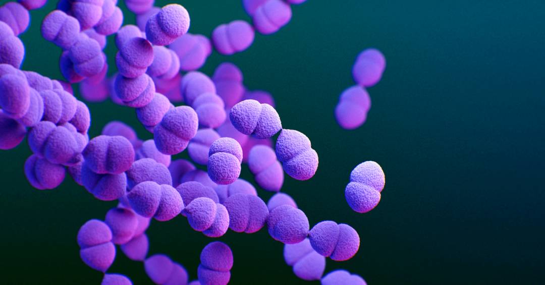 Vacina pneumocócica: Vacina ‘turbinada’ contra pneumonia e meningite é incorporada pelo SUS; conheça