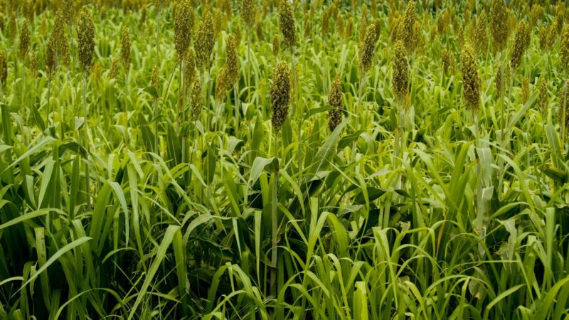 Goiás lidera produção nacional de sorgo pelo 8º ano