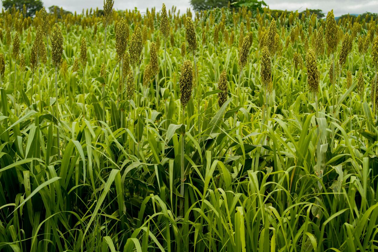 Goiás lidera produção nacional de sorgo pelo 8º ano