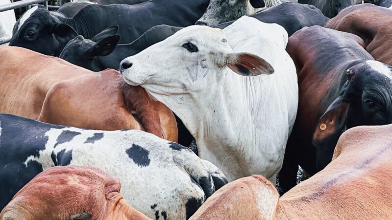 Goiás regulamenta perdão de ICMS para produtores rurais