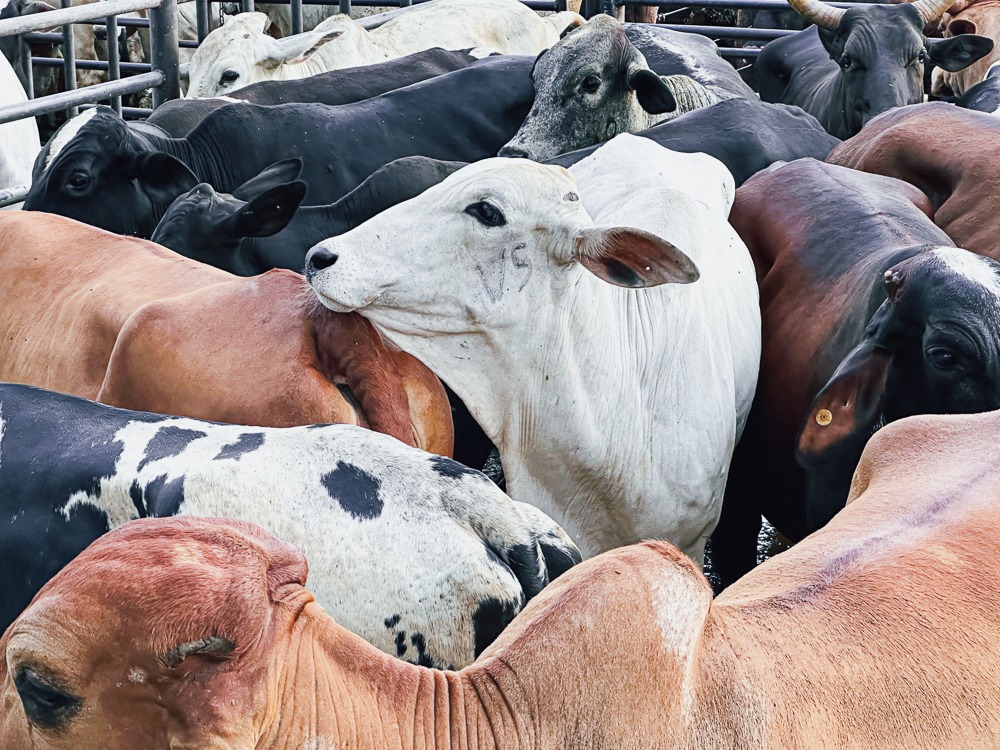 Goiás regulamenta perdão de ICMS para produtores rurais