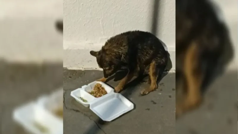 PMs resgatam cachorro de piscina no Hipódromo da Lagoinha