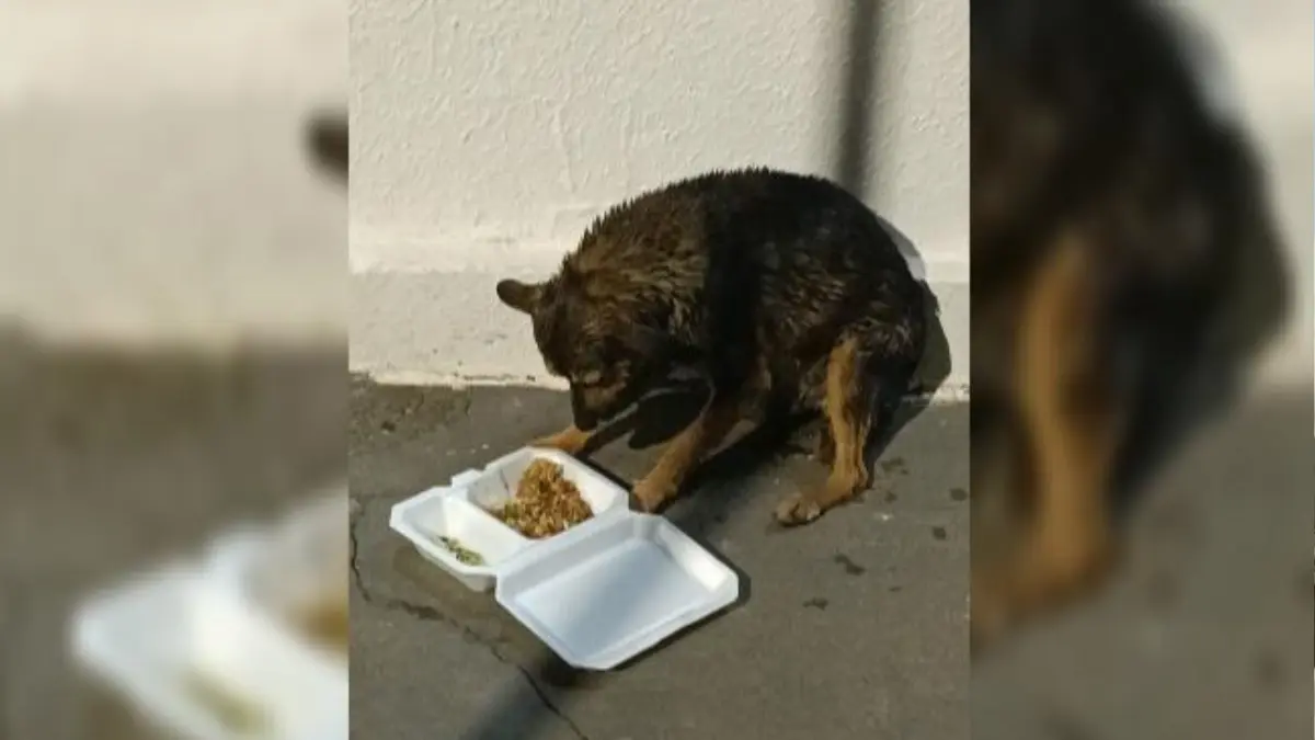 PMs resgatam cachorro de piscina no Hipódromo da Lagoinha