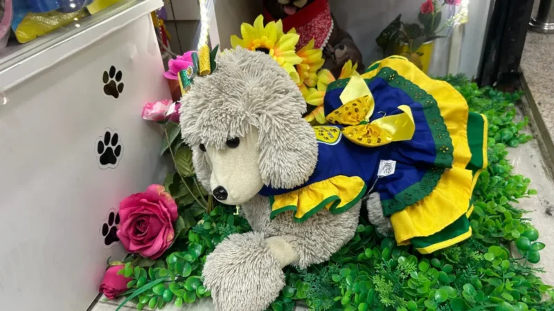 Pets no clima da Copa em Goiânia: veja opções