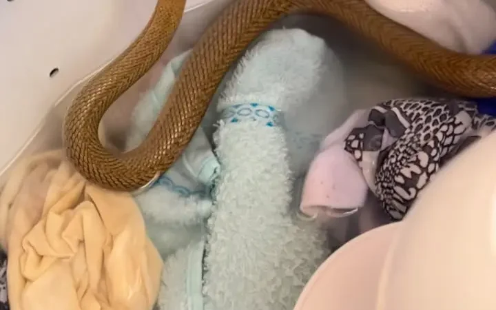 moradora encontra serpente entre roupas