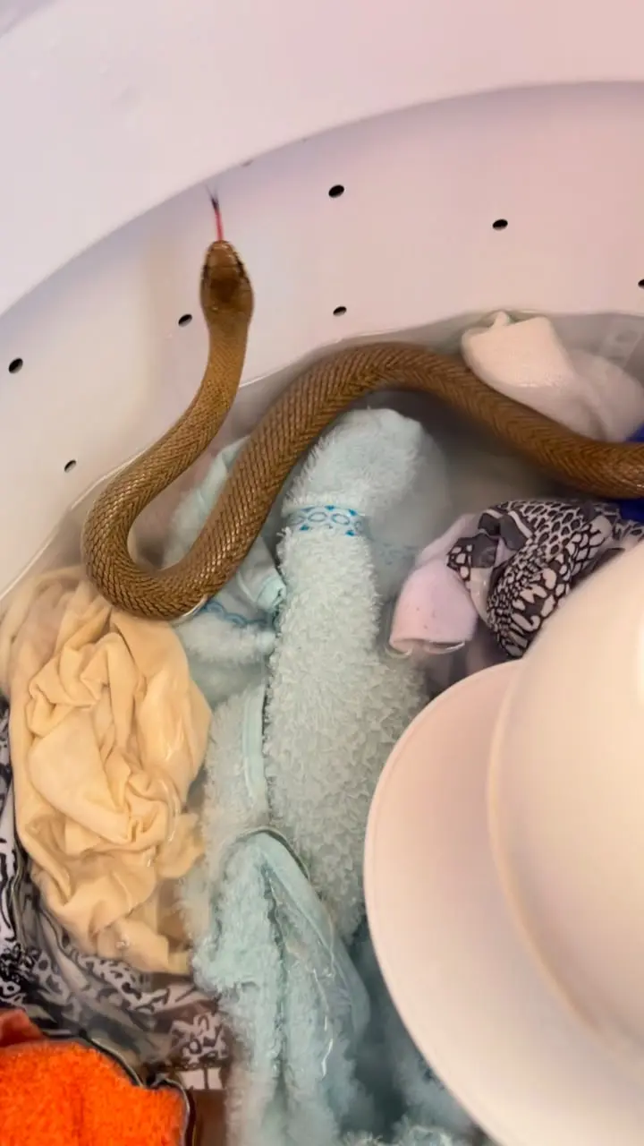 moradora encontra serpente entre roupas