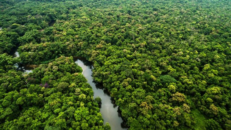Brasil pode transformar florestas em ativo econômico global, diz estudo