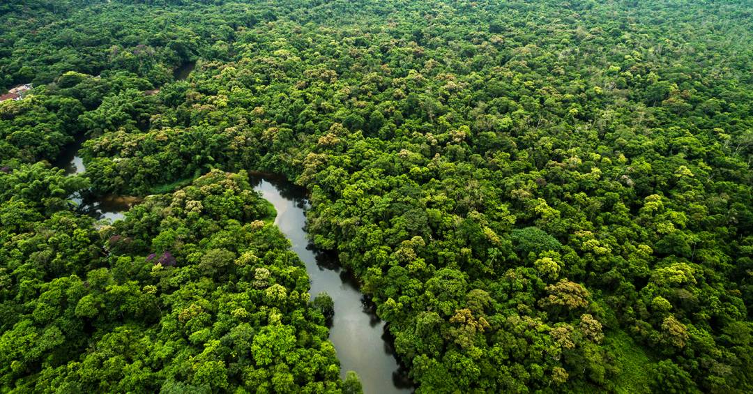 Brasil pode transformar florestas em ativo econômico global, diz estudo