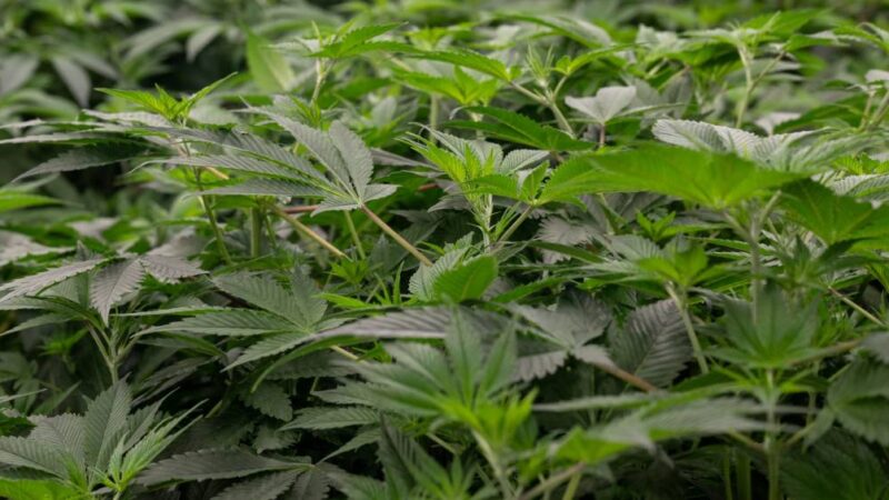 Como funcionava o laboratório sofisticado de maconha desmantelado pela Polícia do Rio