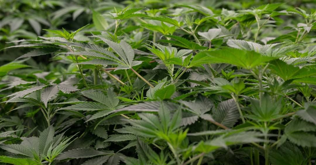 Como funcionava o laboratório sofisticado de maconha desmantelado pela Polícia do Rio