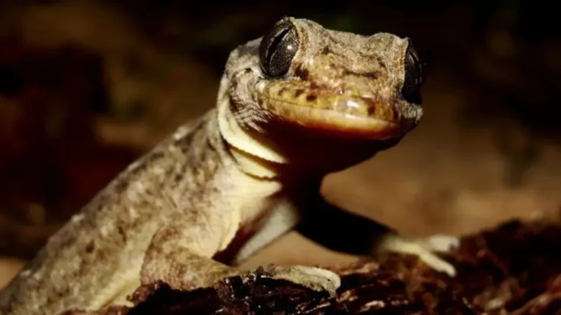 Achou fofa? Veja imagens da rara lagartixa de duas cabeças