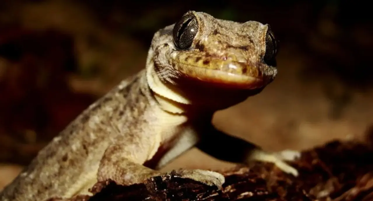 Achou fofa? Veja imagens da rara lagartixa de duas cabeças