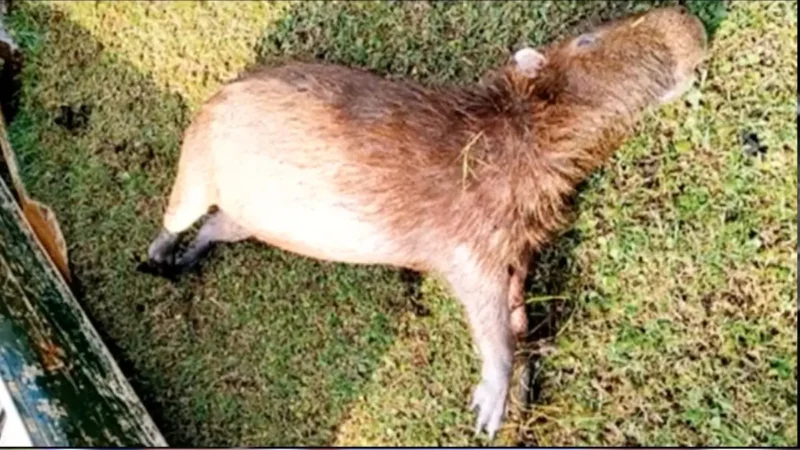 Amma investiga morte de capivaras no Jardim Botânico