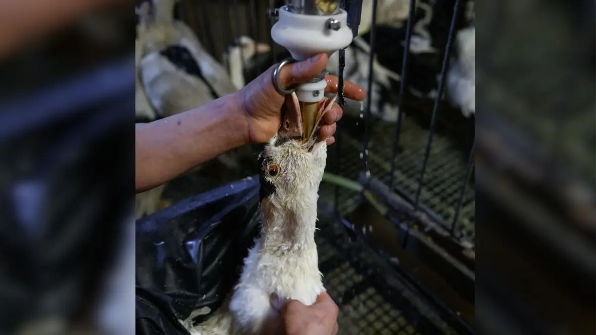 Brasil proíbe produção e venda de foie gras