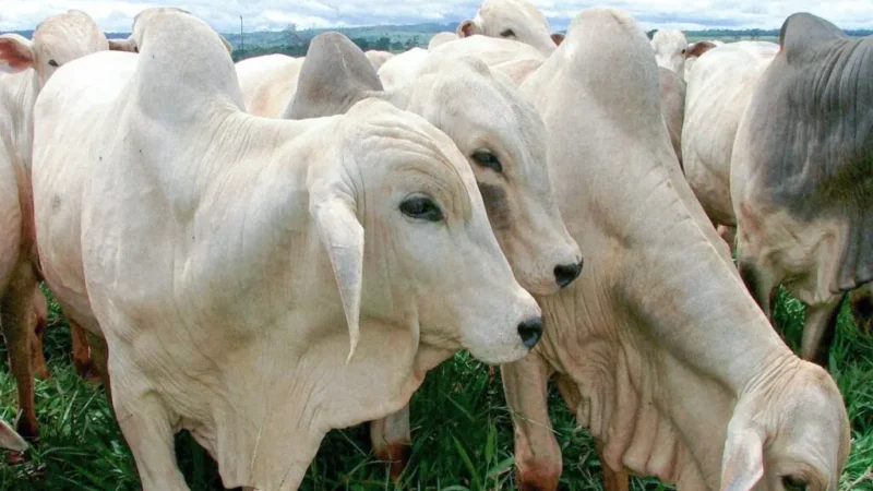 Cota chinesa pressiona frigoríficos e deve afetar carne no Brasil