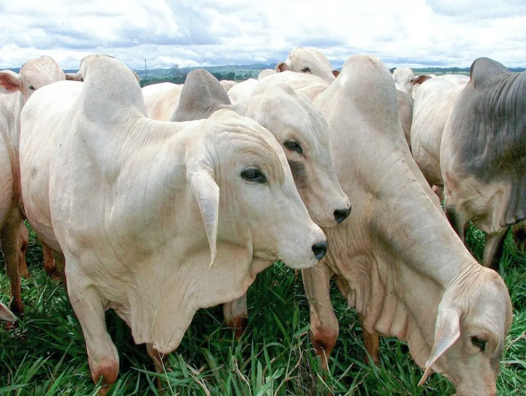 Cota chinesa pressiona frigoríficos e deve afetar carne no Brasil