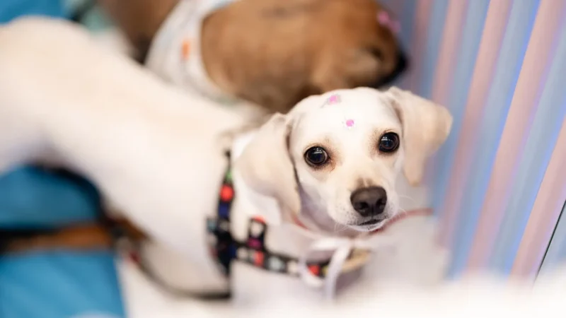 Evento de adoção reúne 20 cães à espera de um novo lar em Goiânia