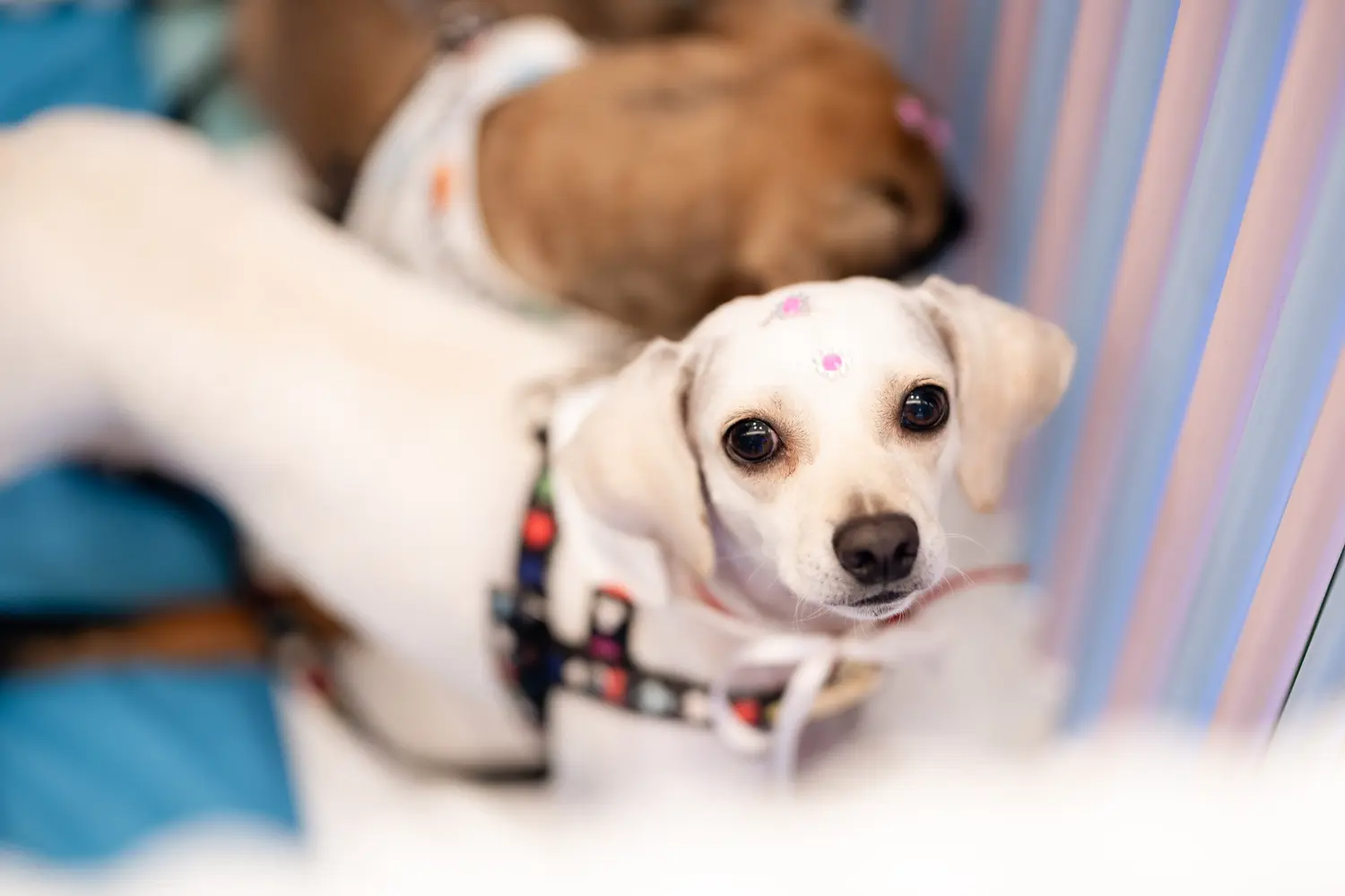 Evento de adoção reúne 20 cães à espera de um novo lar em Goiânia