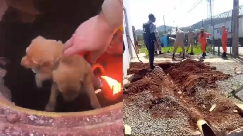 Filhotes de cachorro ficam presos dentro de tubulação de água pluvial em Goiânia; assista
