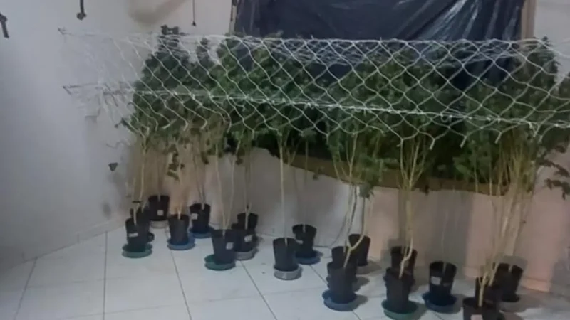 ‘Gato’ de energia abastecia estufa para cultivo de maconha