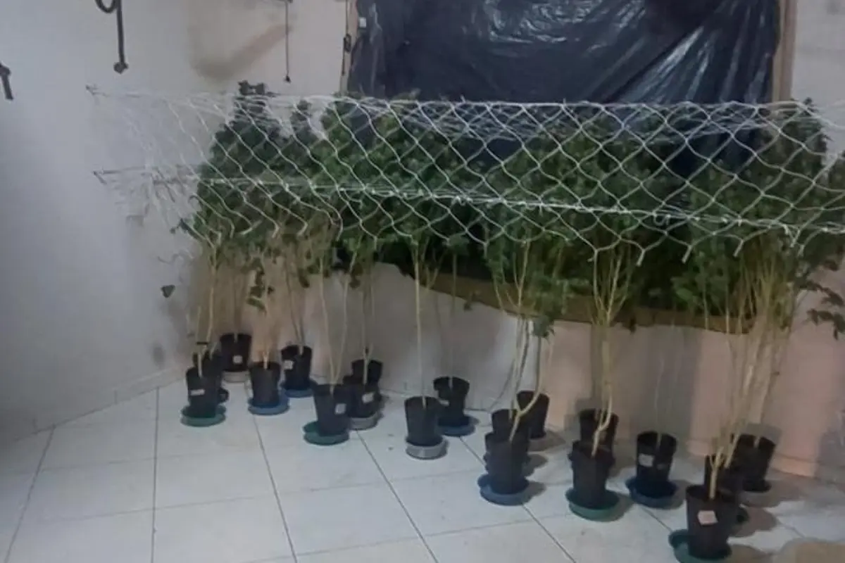 ‘Gato’ de energia abastecia estufa para cultivo de maconha