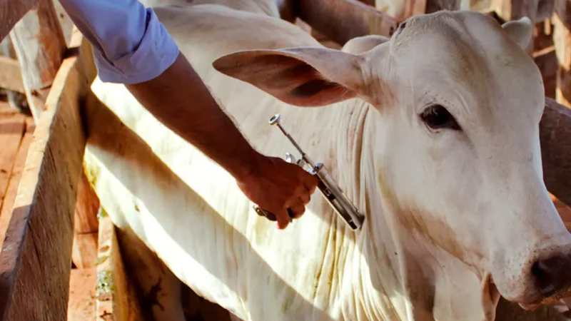 Goiás registra 17 casos de raiva em animais de produção no primeiro semestre de 2026