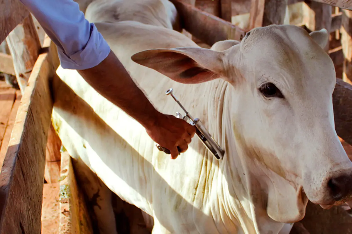Goiás registra 17 casos de raiva em animais de produção no primeiro semestre de 2026