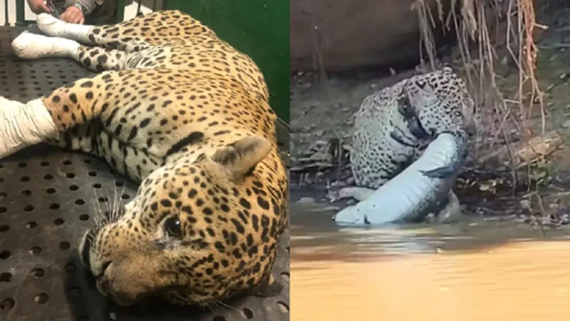 Onça que tratou queimaduras em Goiás é flagrada caçando jacaré no Pantanal; vídeo